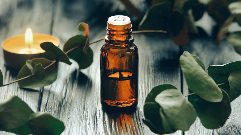 Eucalyptus oil and eucalyptus leaves