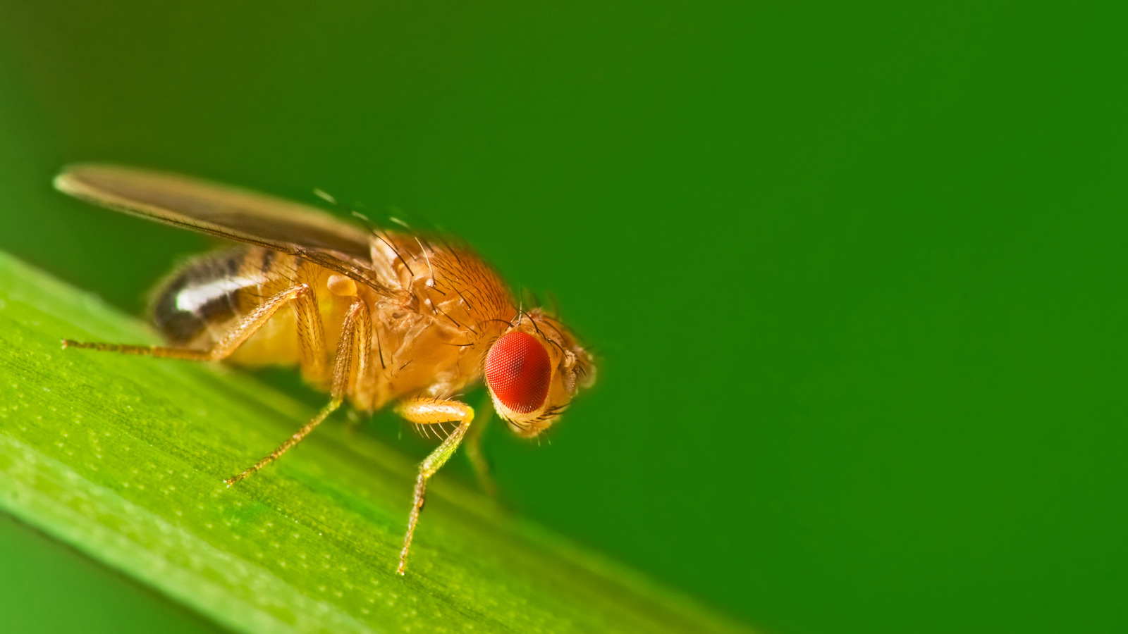 How to Get Rid of Fruit Flies FAST {Easy DIY Fruit Fly Trap}