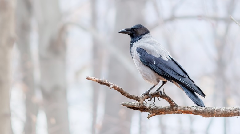 black and white crow on branch