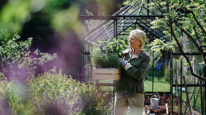 woman in garden glass greenhouse 