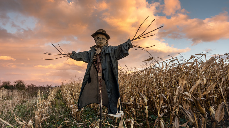 scarecrow in cornfield at sunset