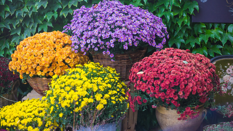 colorful mums in wicker baskets