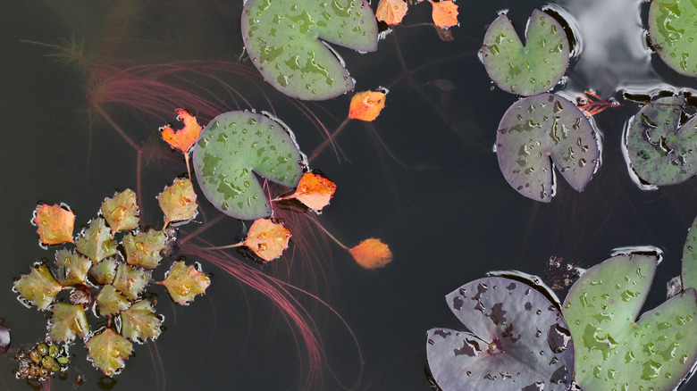 Water lilies close up