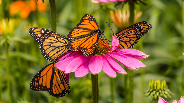 Multiple Monarch butterflies sit on a pink flower.