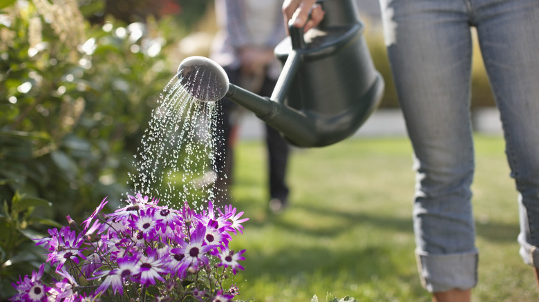 person watering their plant