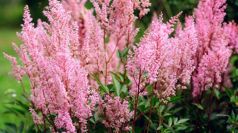 Astilbe blooming in garden