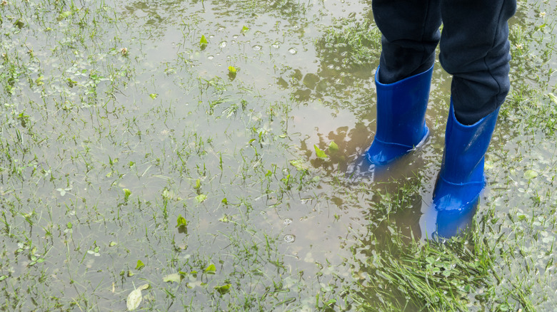 flooded yard 