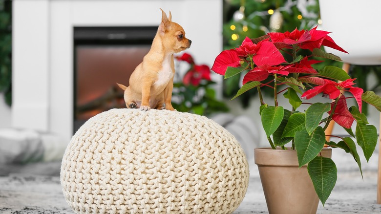 Dog and poinsettia 