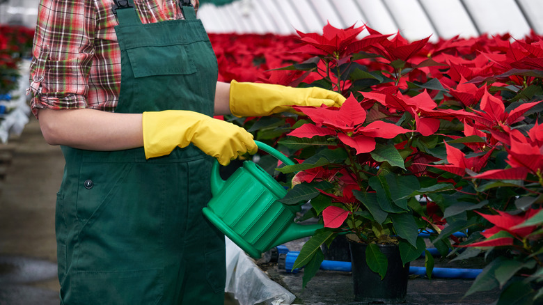 Woman watering poinsettias 