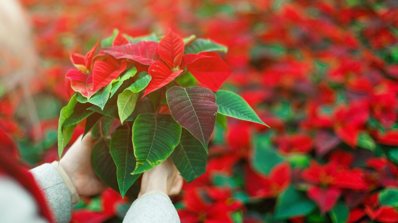 Woman holding poinsettia 