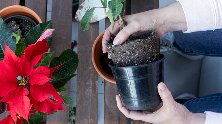 Person repotting poinsettias