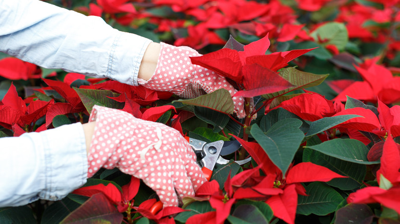 hands trimming poinsettias 