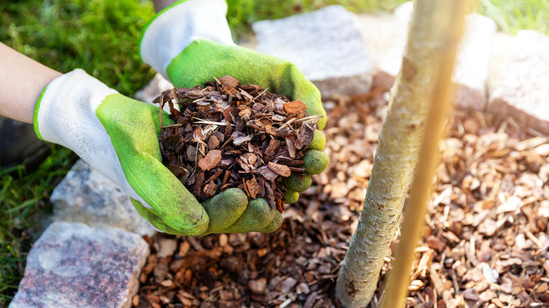 Person mulching their garden