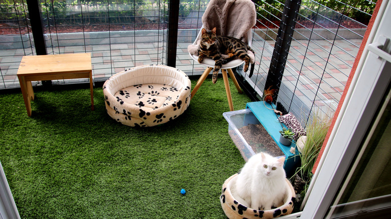 Cats enjoying an outdoor catio