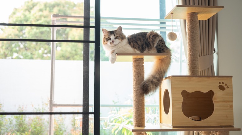 Cat resting on cat tower