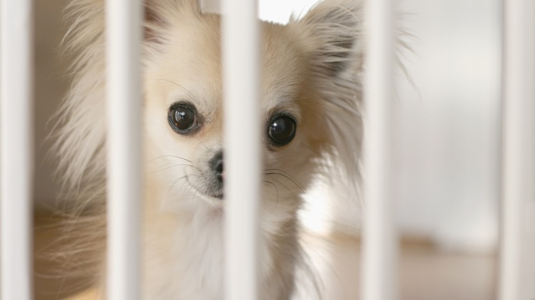 Chihuahua safely confined