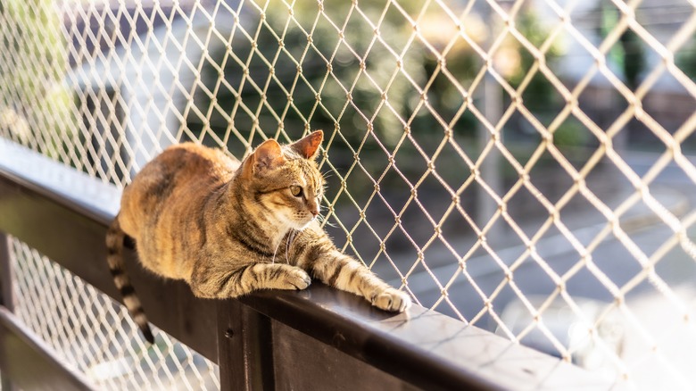 cat sitting next to a net