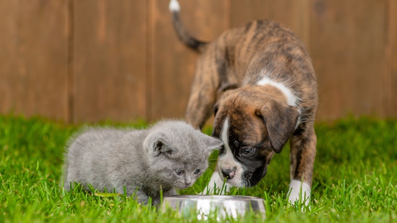 dog and cat drinking water 