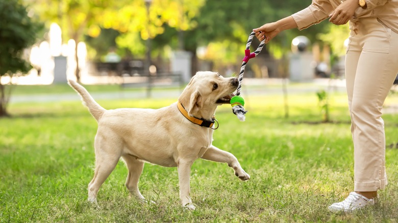 owner and dog playing