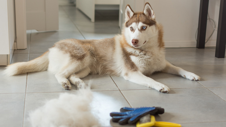 husky with pile of hair 