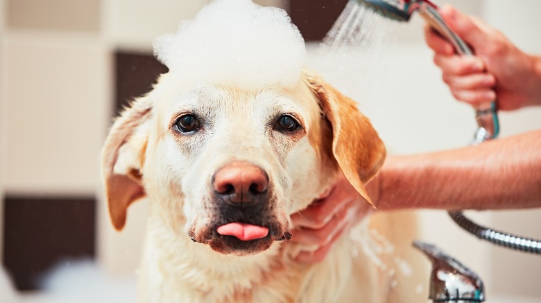 yellow lab in bubble bath