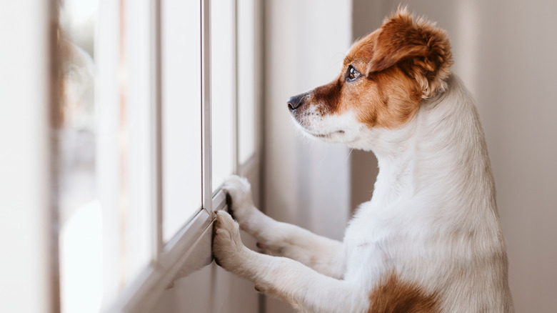 dog looking out window