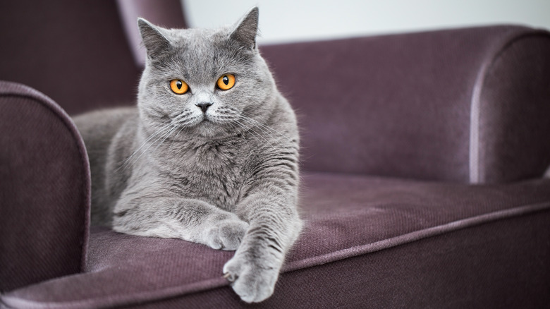 gray cat on velvet couch