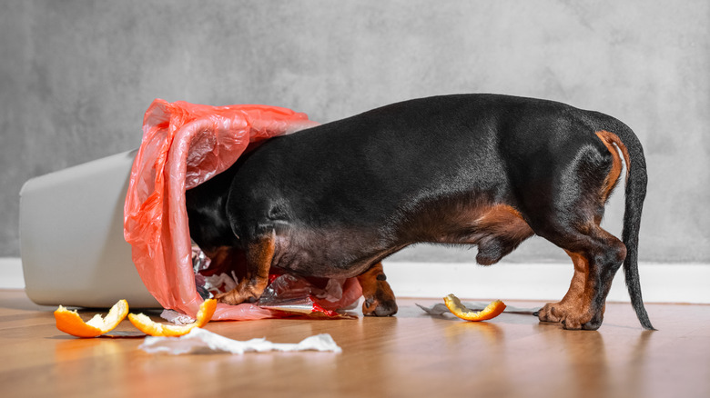 dog eating out of trash 