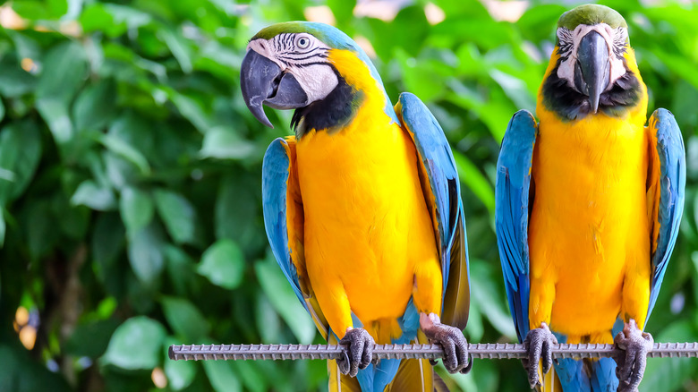 two parrots on a perch 