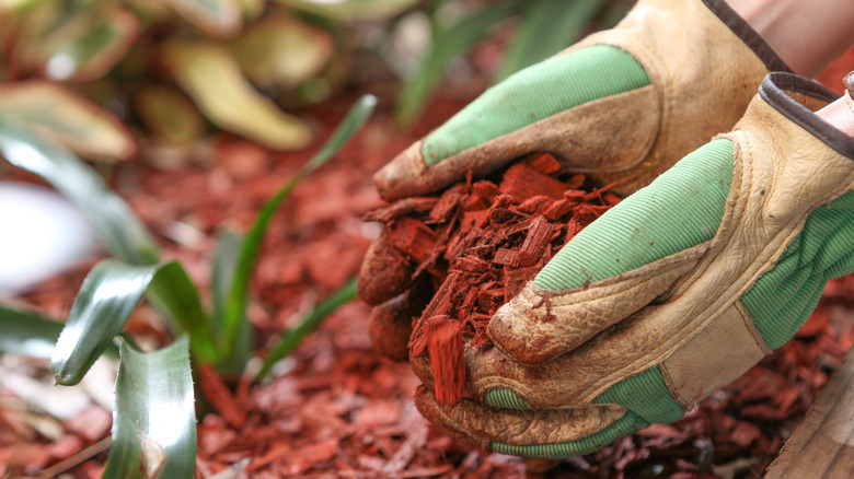 Hands hold dyed red mulch