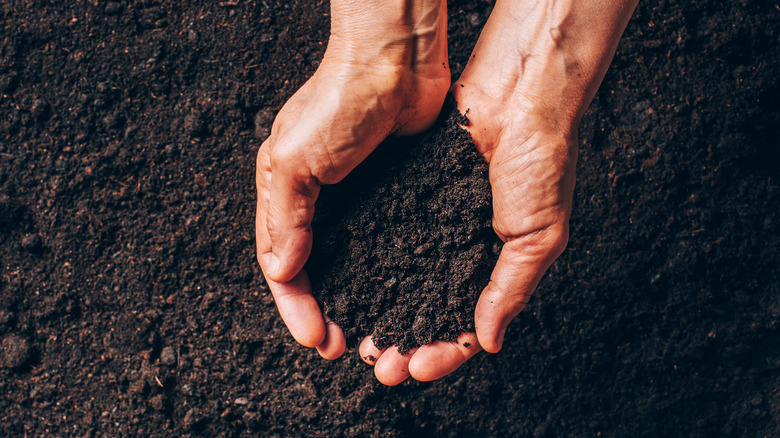 compost garden soil