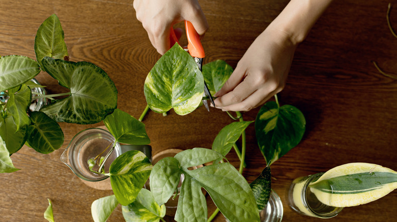 Hands clipping pathos plant