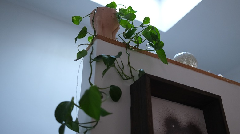 Pathos vines hanging from pot