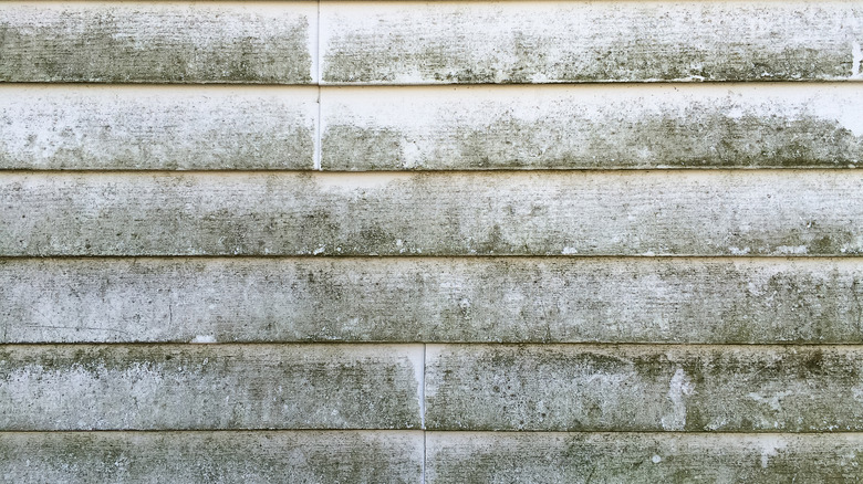 mold on siding