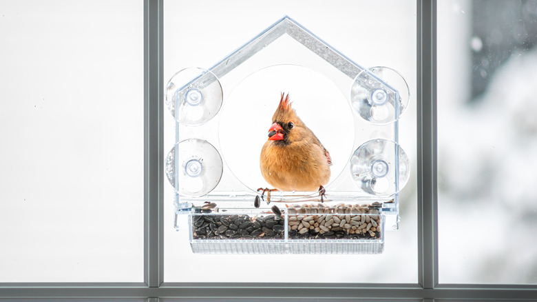 bird sitting at window bird feeder