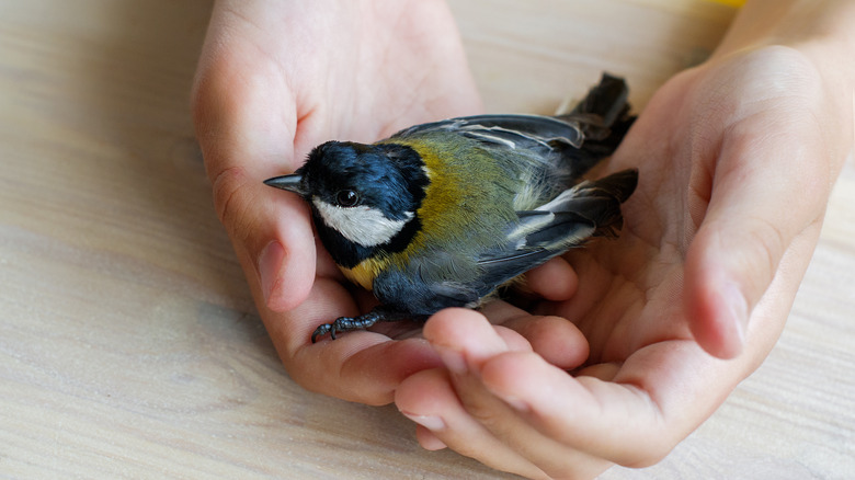 injured bird being held in hands