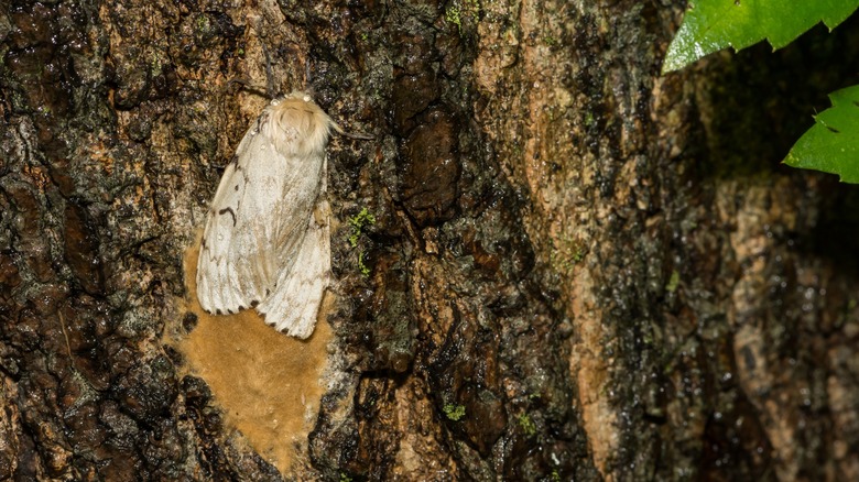 spongy moth laying egg sack