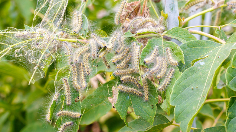 spongy moth caterpillars on leaves