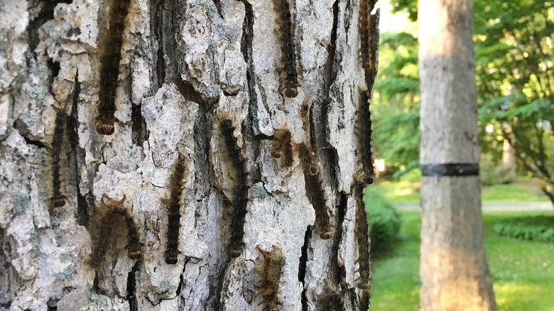 dead spongy moth caterpillars