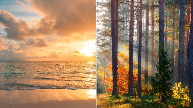 Beach and fall foliage split image