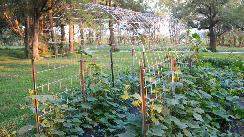 A garden arch trellis for vegetables