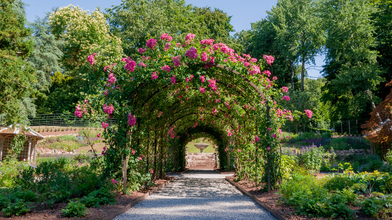 A garden arch trellis covered with roses