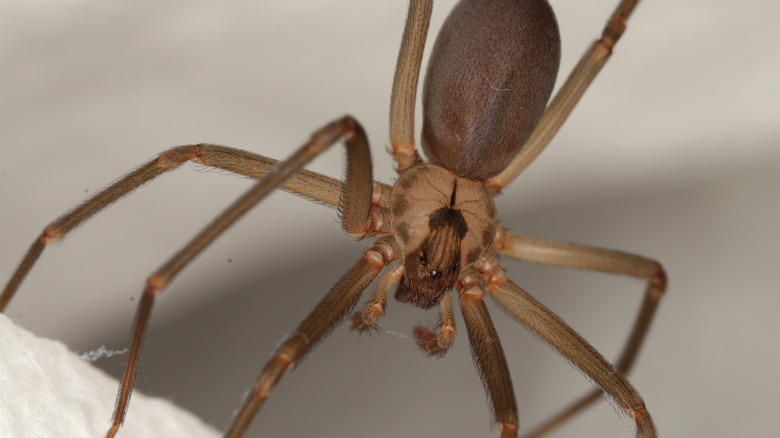 close up of brown recluse