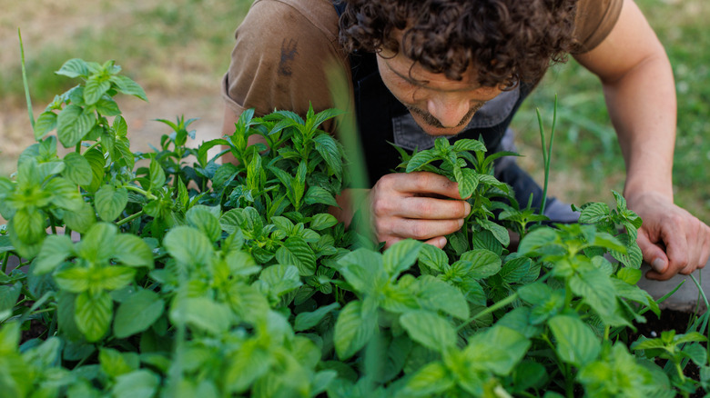 man smelling peppermint plant