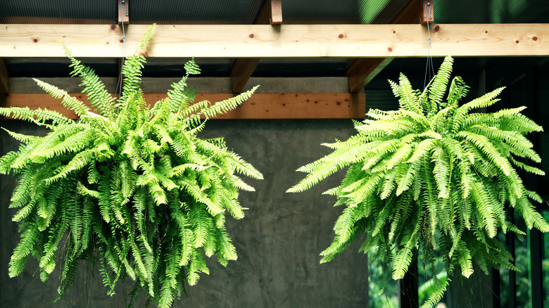 Two botson ferns hanging