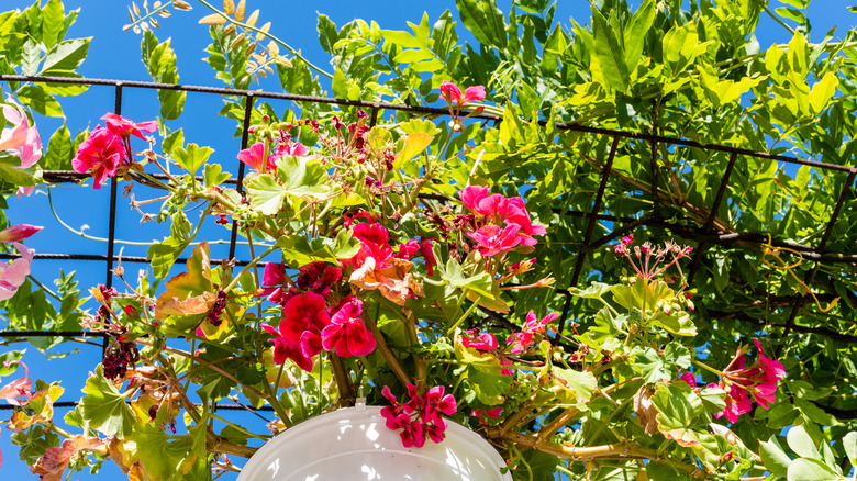 Geraniums, mandevilla growing on trellis