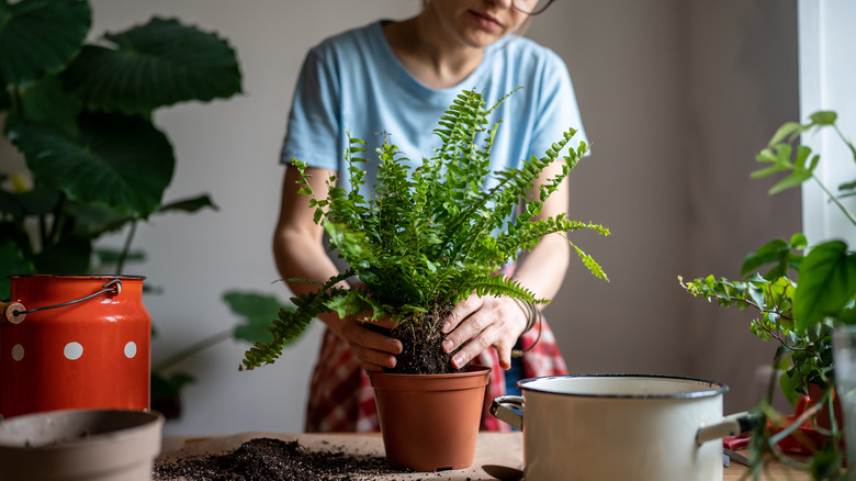 Woman tending boston fern