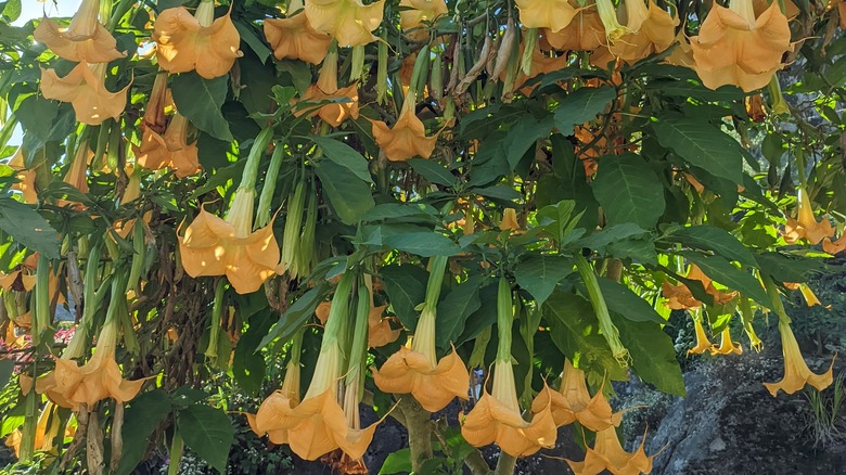 Brugmansia in full bloom