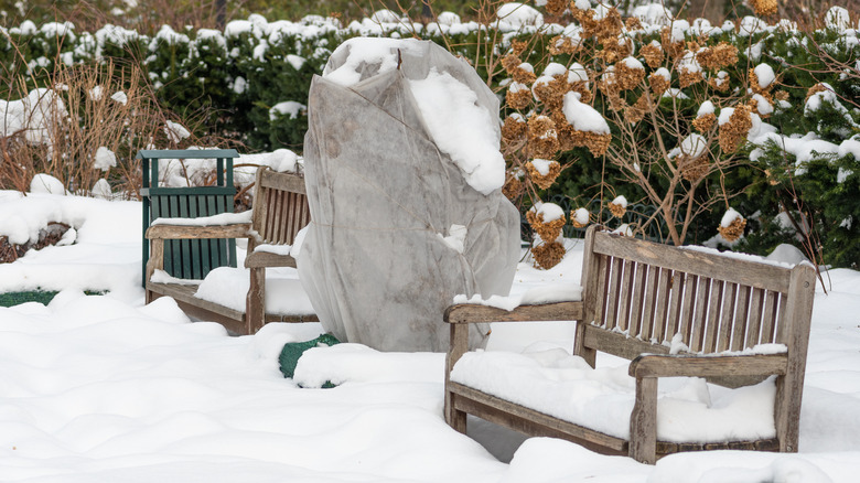 plants protected from snow