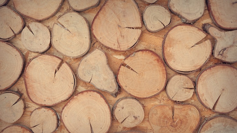 Slices of wood up close